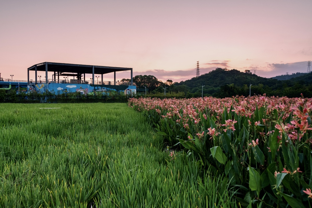 湿地公园摄于深圳坪地