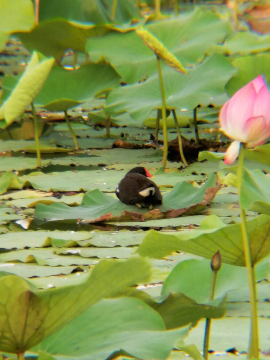 调试长焦时无意间拍到了一只红嘴水鸟它好像在孵蛋而且也发现了我