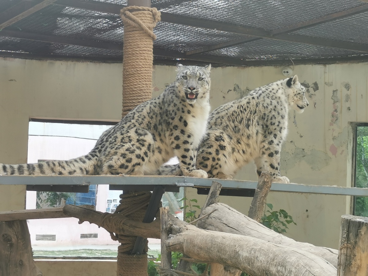 西宁野生动物园雪豹水墨油画