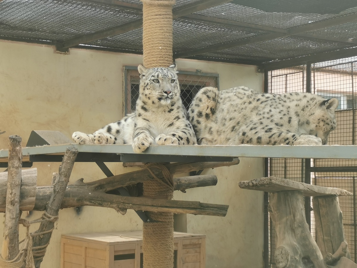 西宁野生动物园雪豹水墨油画