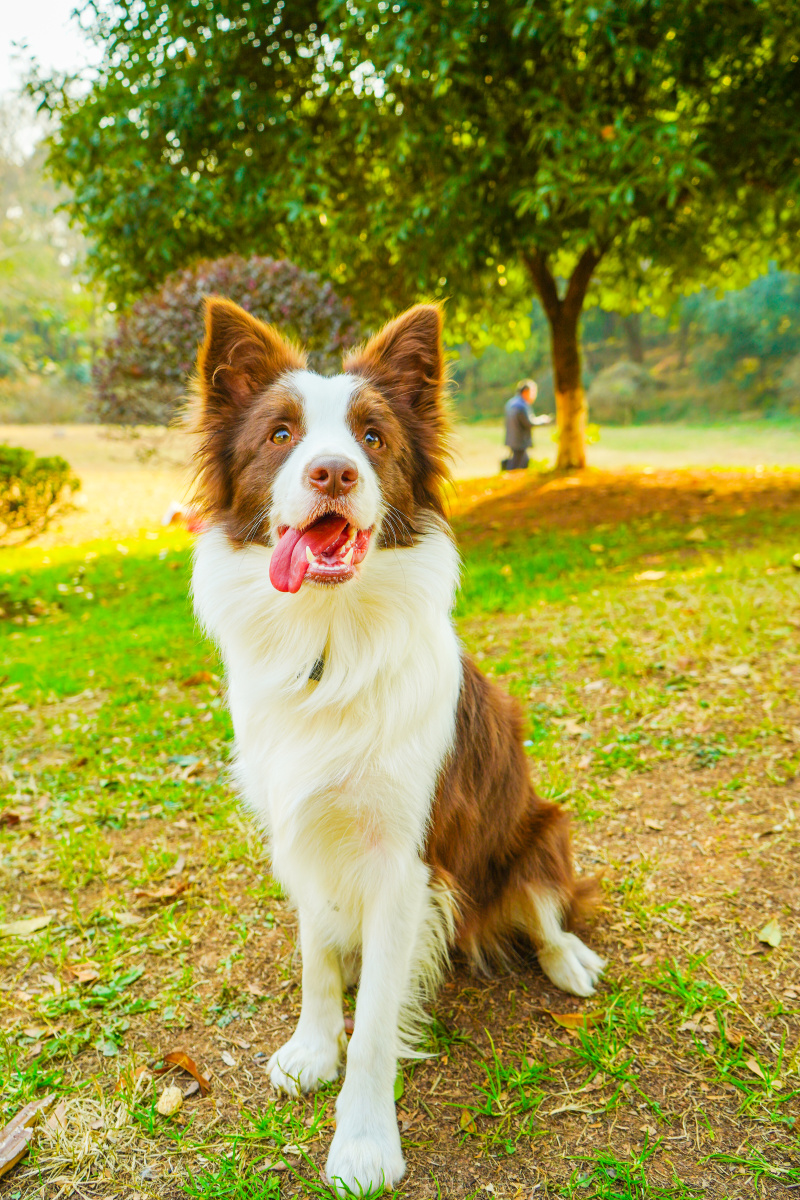 做一个发光发亮的边牧