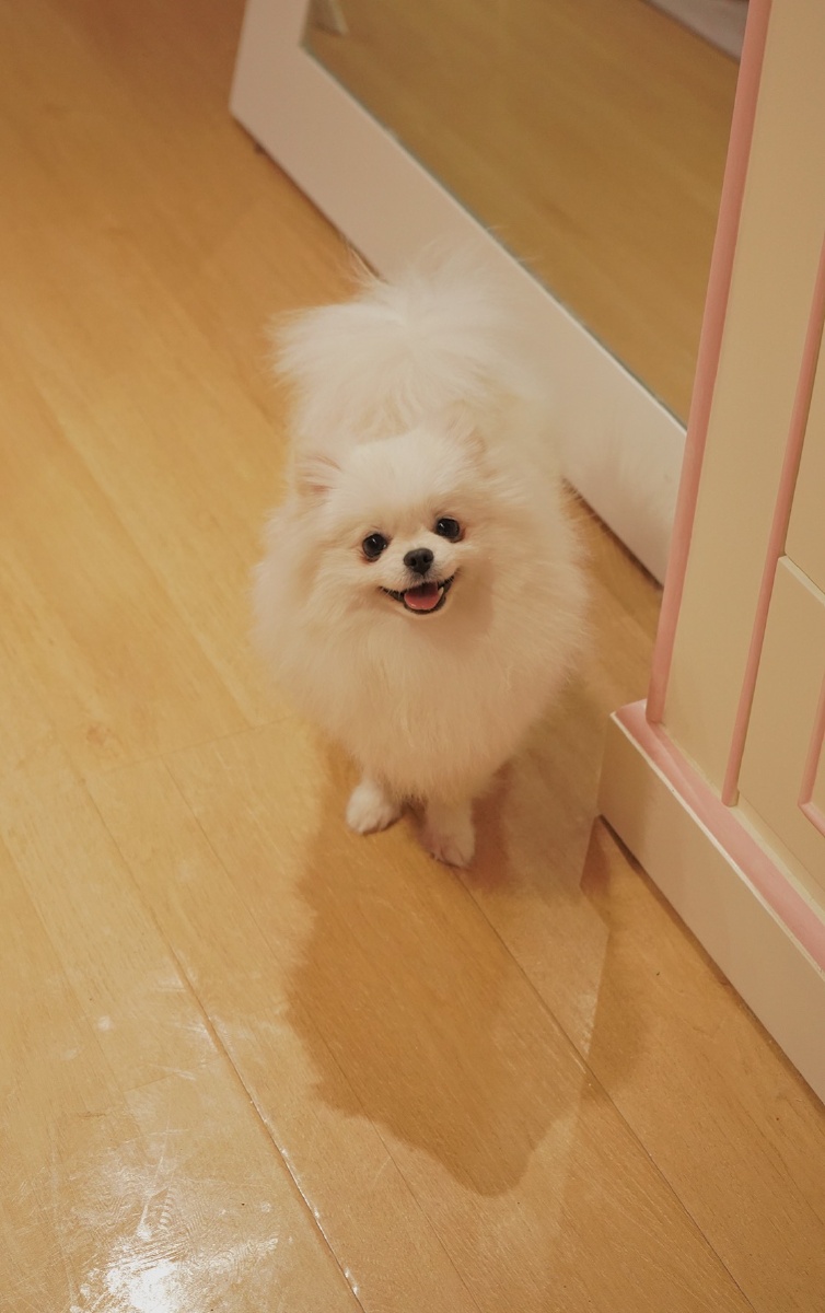 茶杯博美微笑宝宝