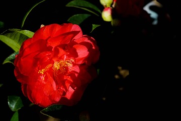DSC07087