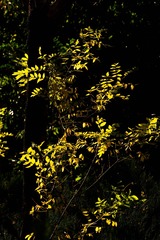 DSC08678