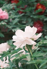 2777F634-AA05-46B8-A96A-9A77E7D94C0A/L0/001