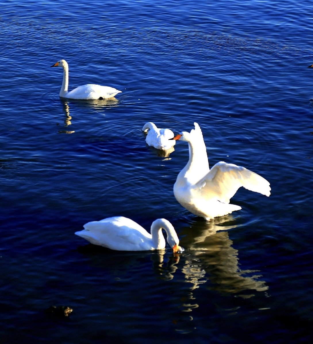 起舞蔚蓝的大海起舞弄清影的天鹅