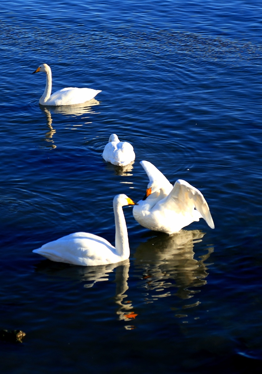 天鹅起舞洁白的天鹅在蔚蓝色海面上为伴侣起舞