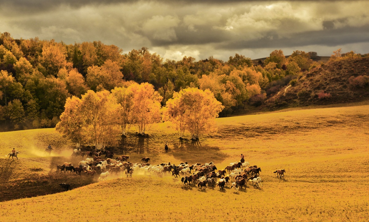 坝上牧马坝上草原风光无限好