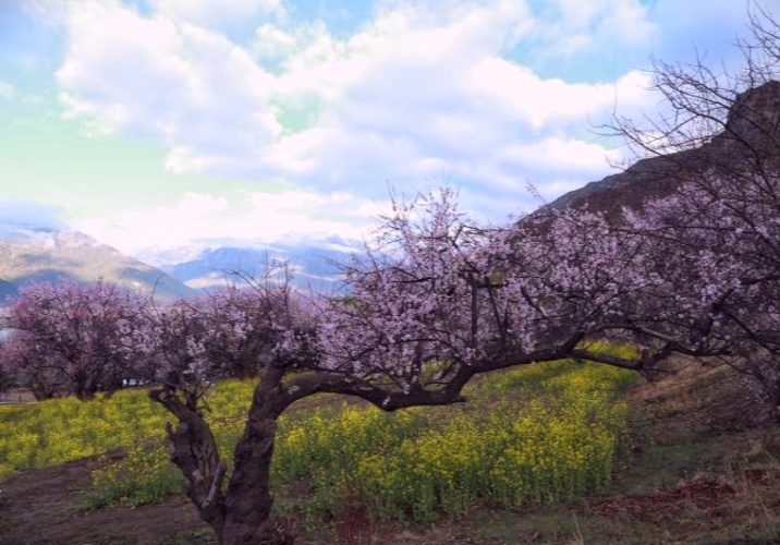 老桃花树林芝嘎拉村的一颗老桃花树
