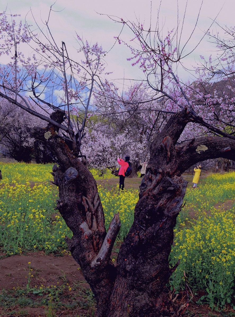 老桃花树一颗开心的老桃花树