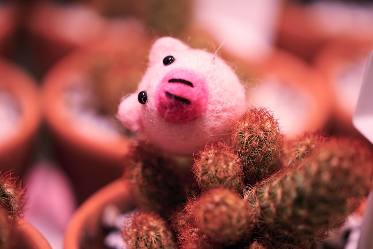 仙人掌上的毛绒猪头