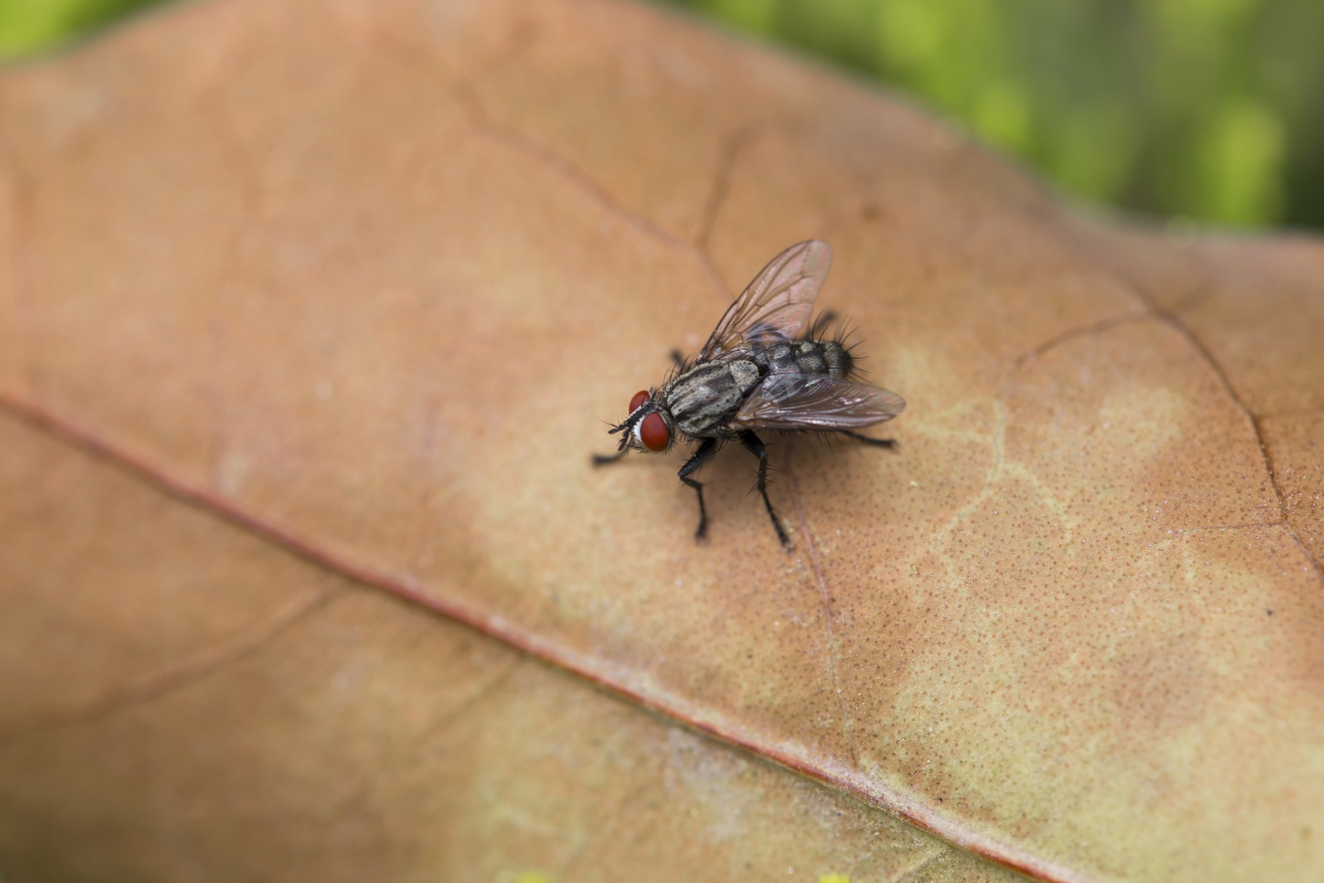 趴在枯叶上的红眼苍蝇