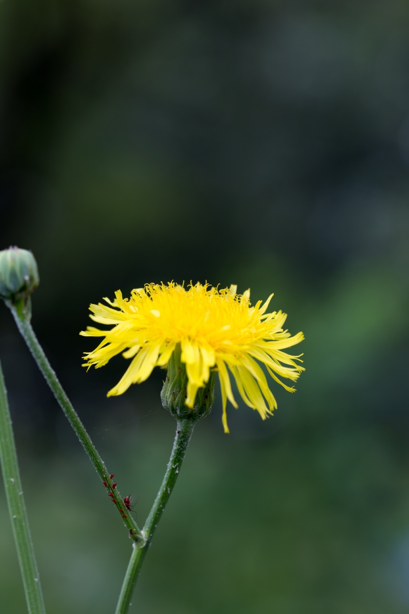 蒲公英开花