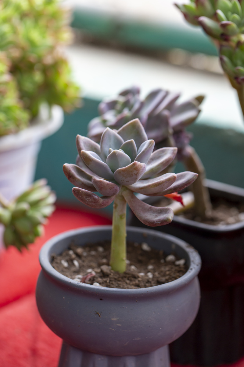 窗边的一盆多肉