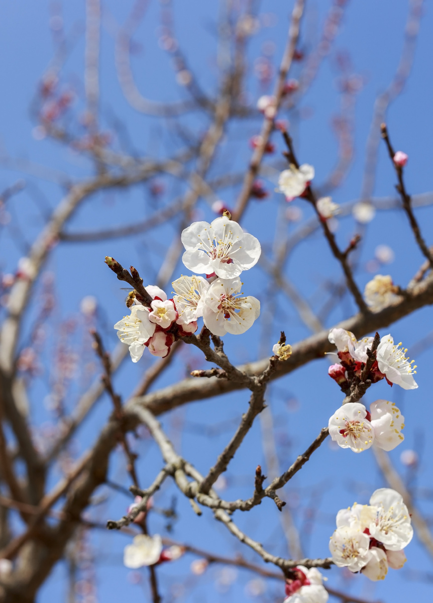 杏花开