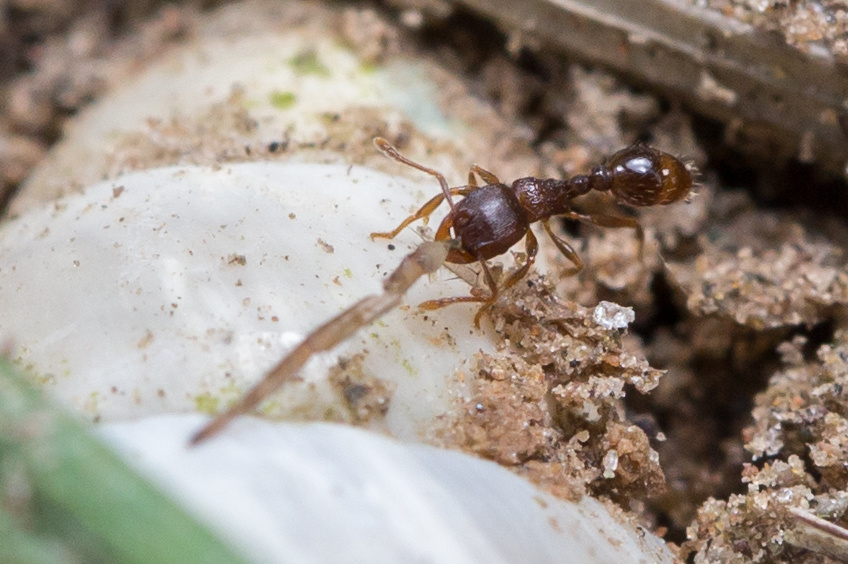 叼着一只蜘蛛腿的蚂蚁