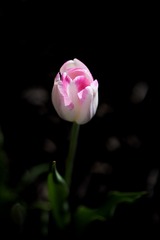 C95ED39D-055B-4BBA-9AA5-0206EA84D474/L0/001