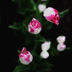 86152B63-A544-4B6F-8188-6DA31CA0D2AB/L0/001