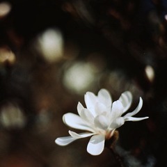 弱不禁风的花瓣