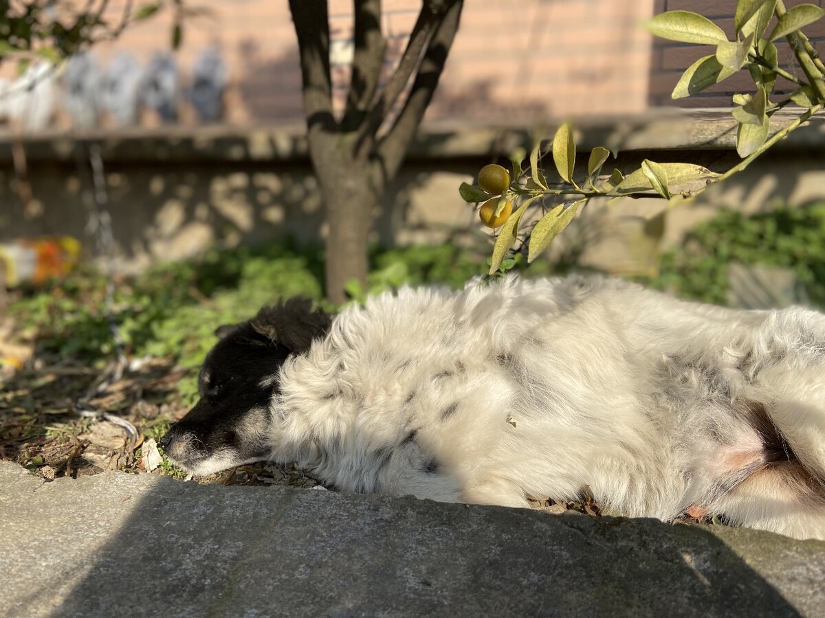 我家的狗子 每天都在阳光下享受 我幕了