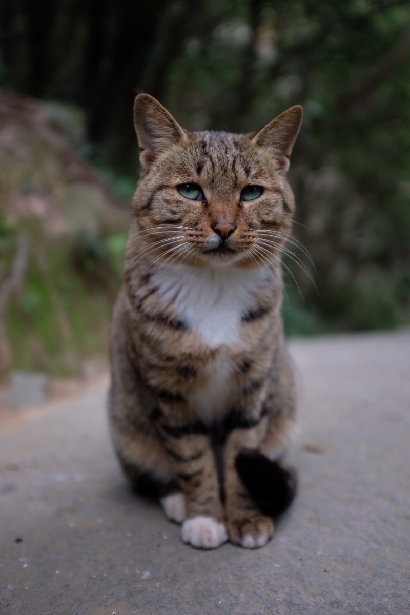 佛顶山上的神猫