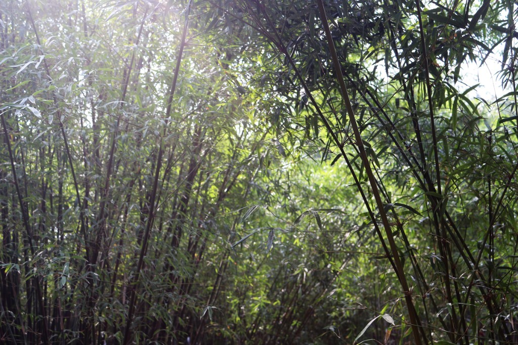 竹林。