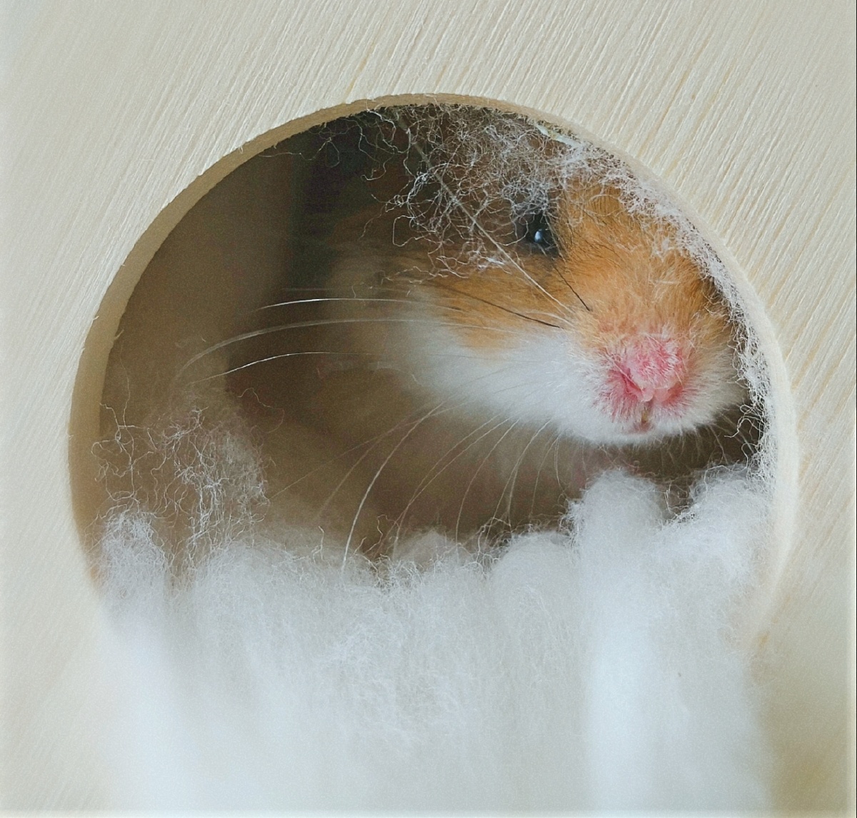 虎纹长毛金丝熊