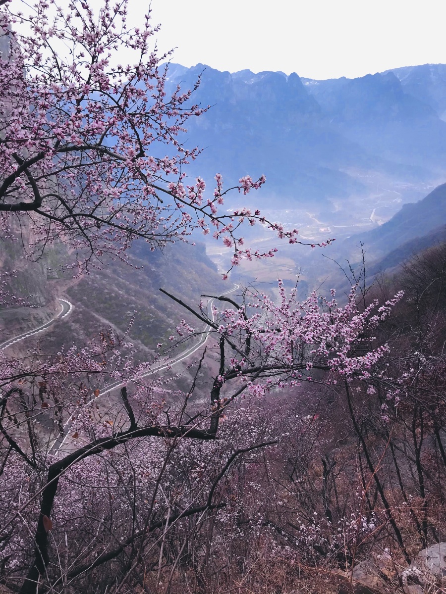 山桃花开醉青山