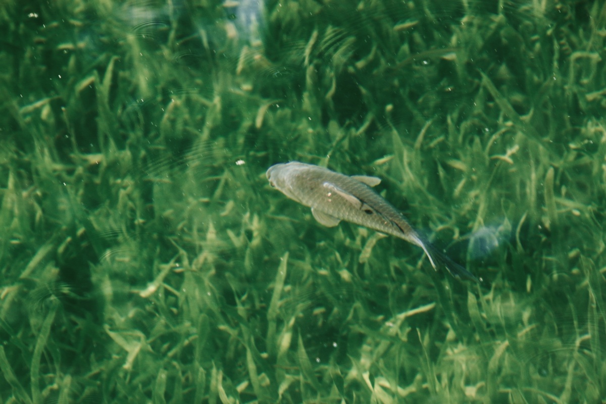 游鱼- 王者之峰回路转