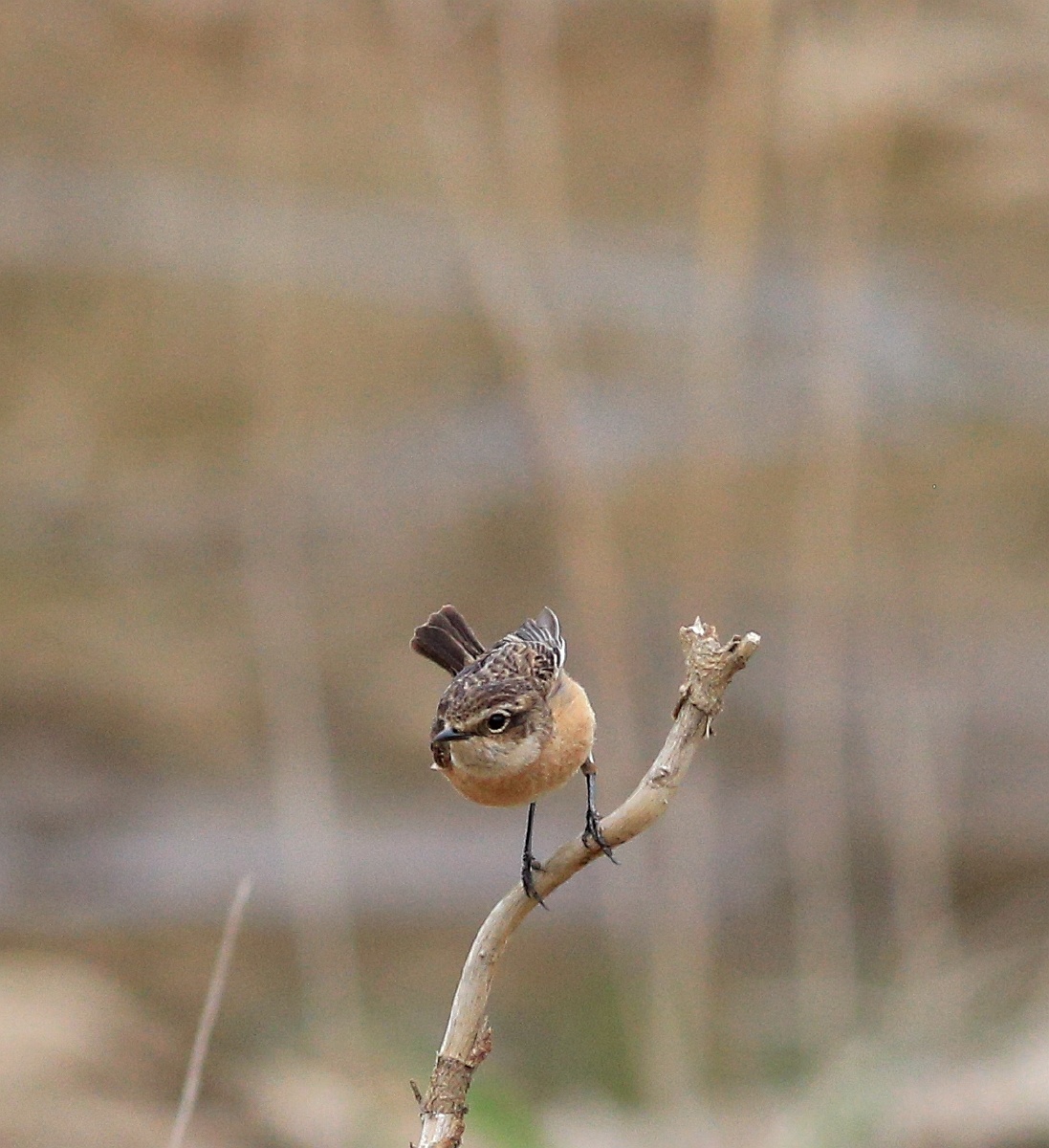 在黄泥川拍的东亚石鸟