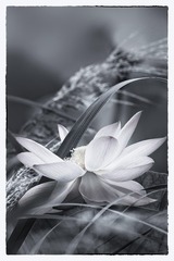 _74Z8447