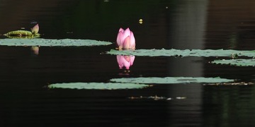 1207068