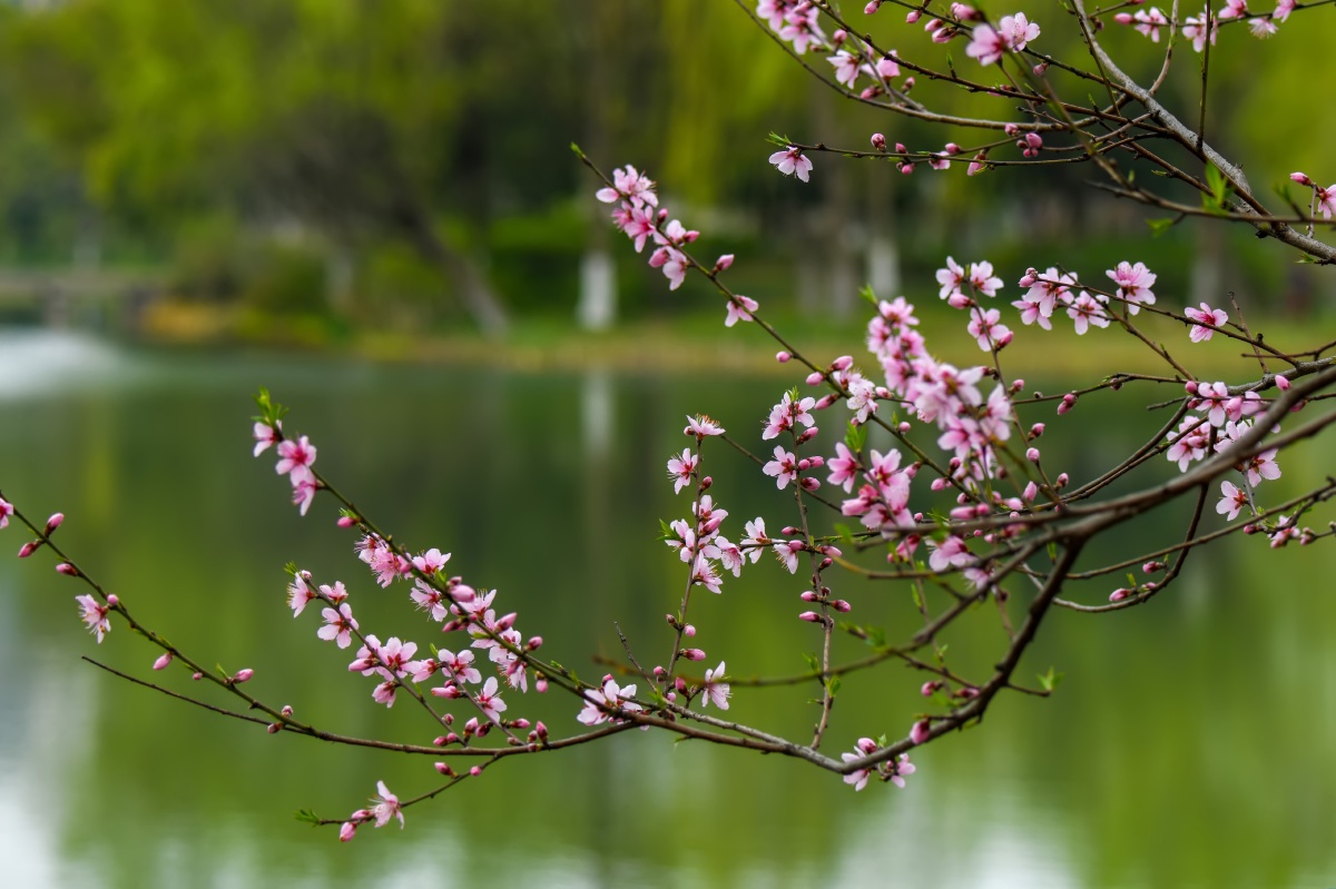 奔放的春天万物生长百花齐放