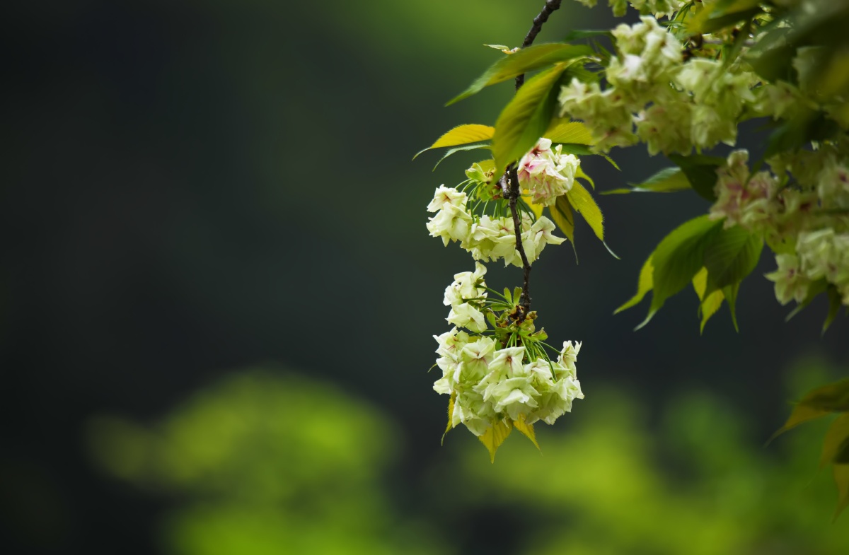 奔放的春天万物生长百花齐放