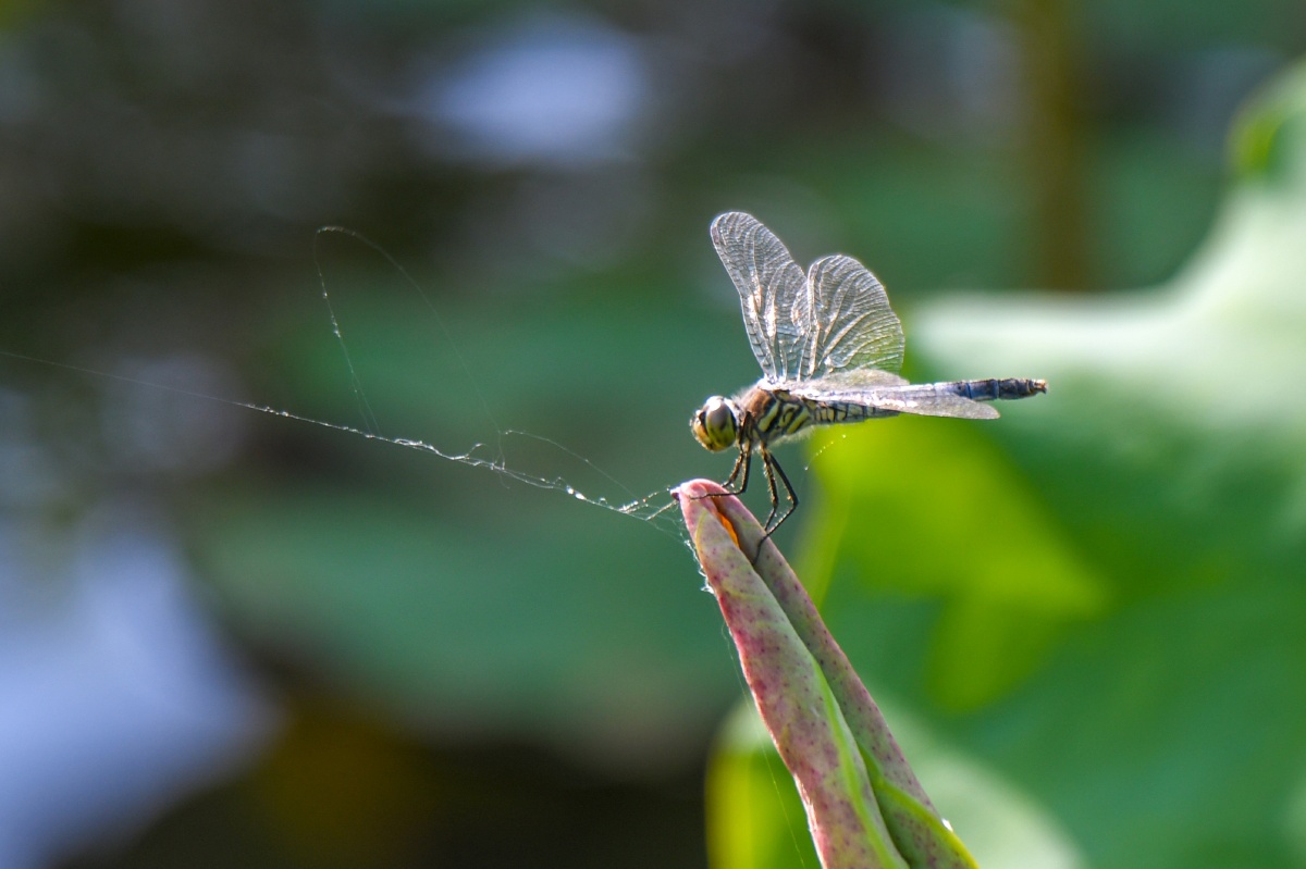 蜻蜓@豆娘 - 夕阳西下朝气蓬勃 - 图虫