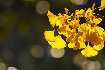 80306