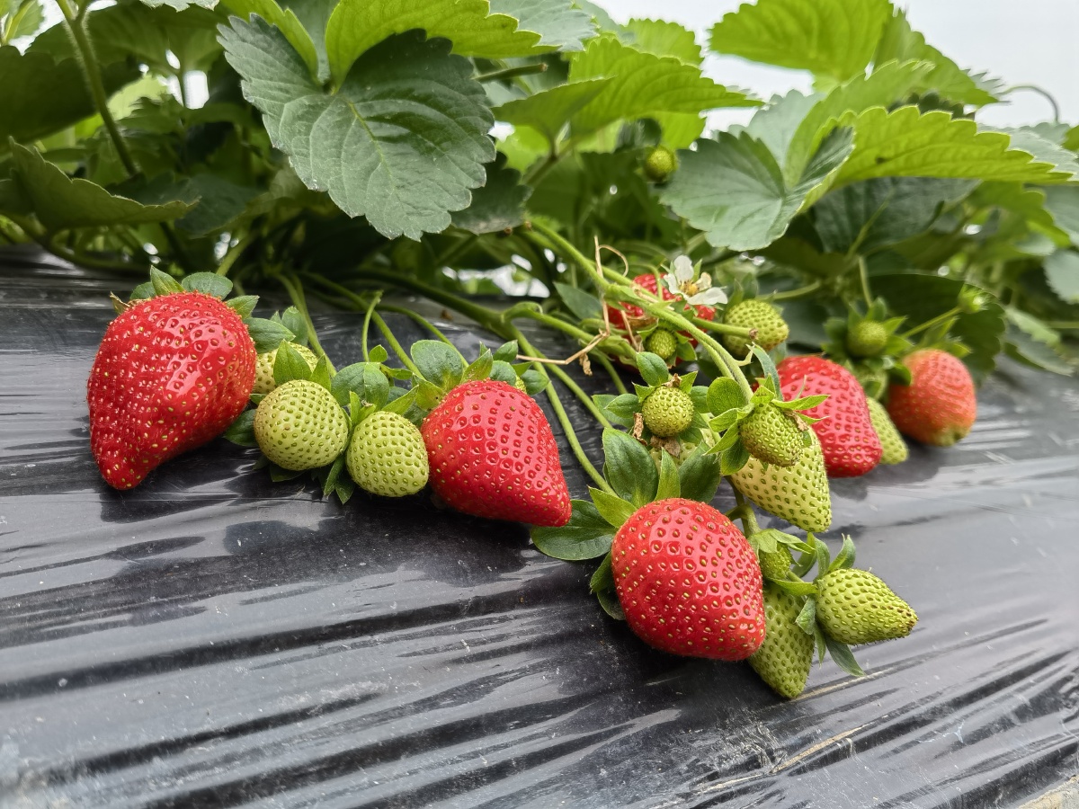 五颗红草莓