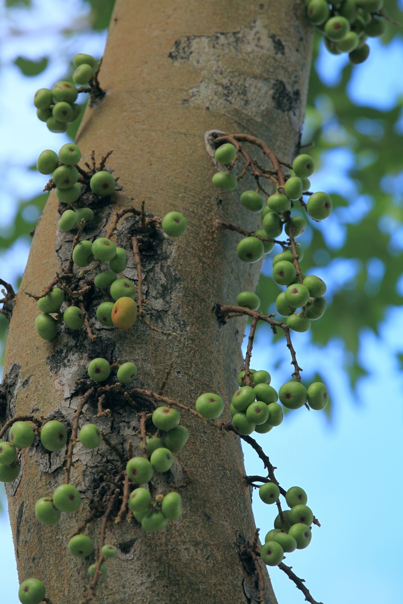 树干上结果的苹果榕
