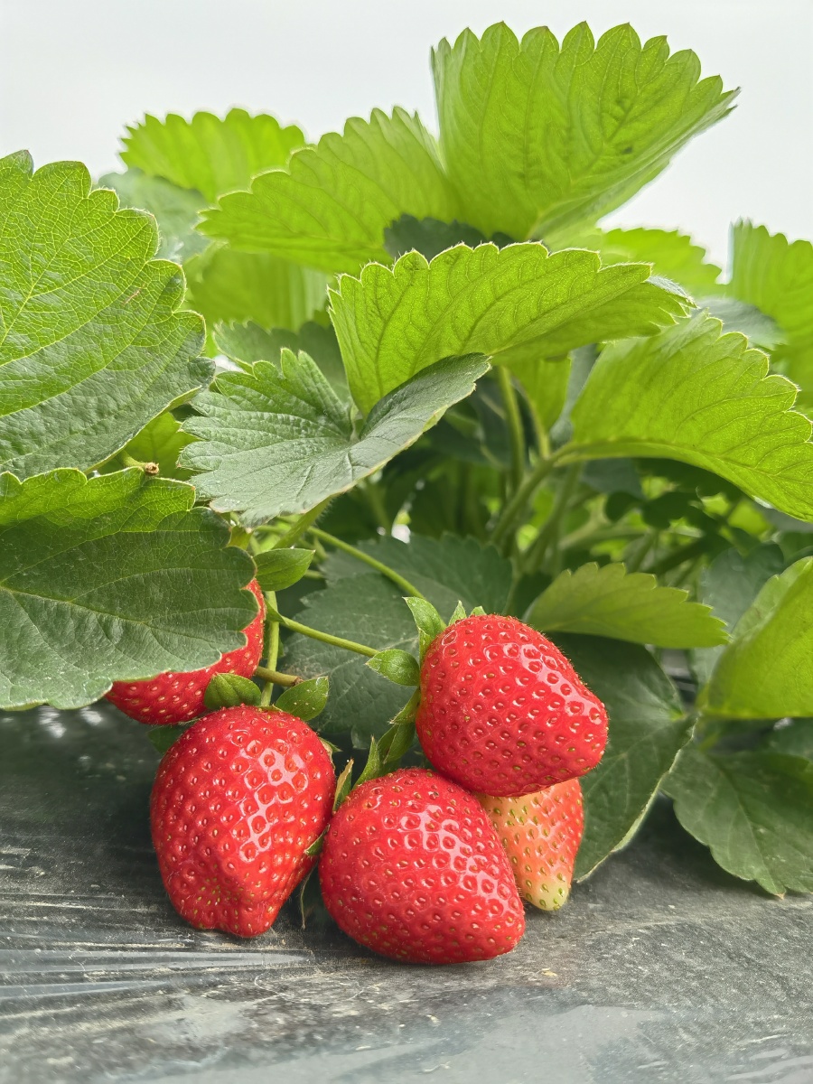 五颗红草莓