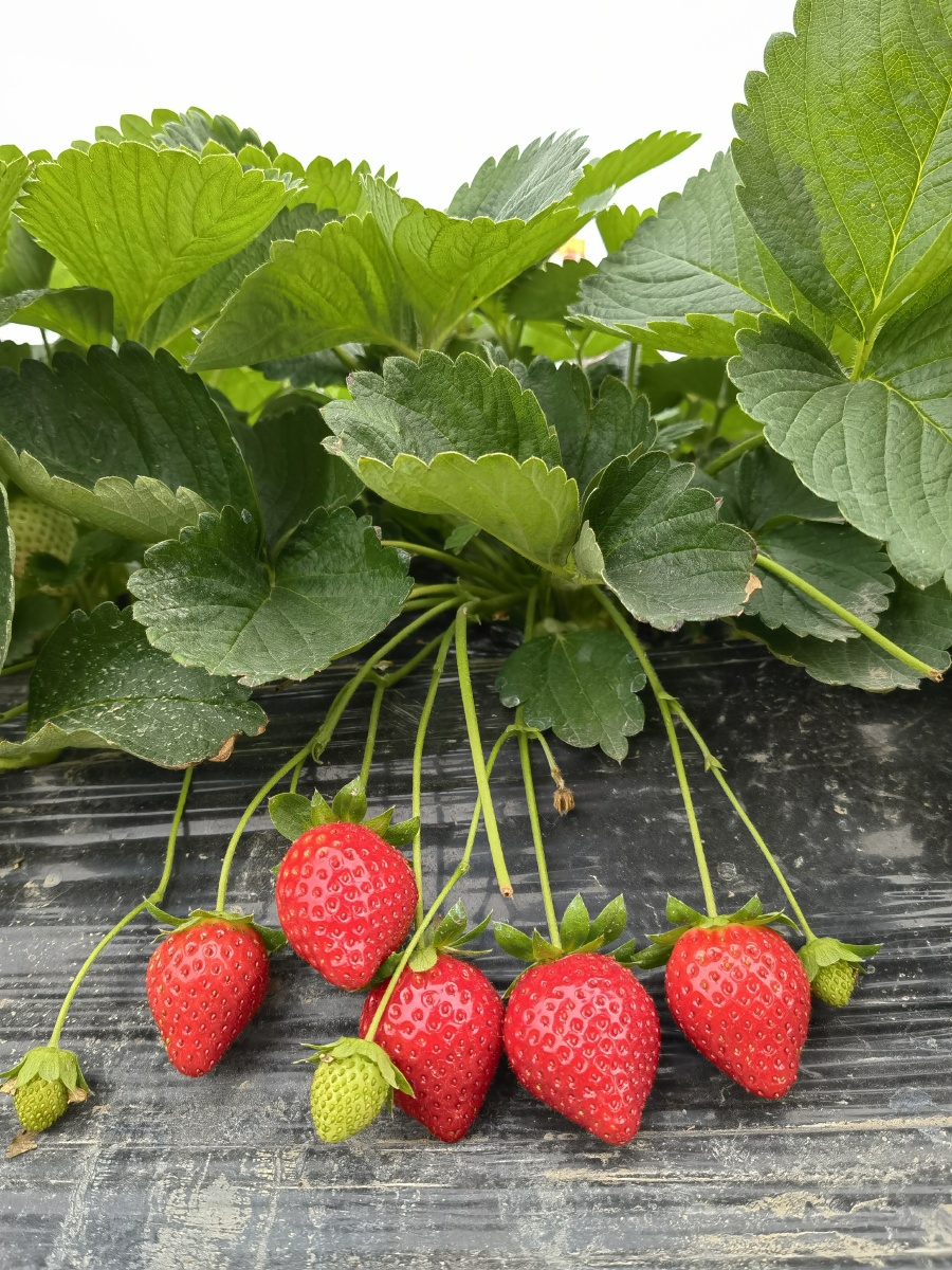 五颗红草莓
