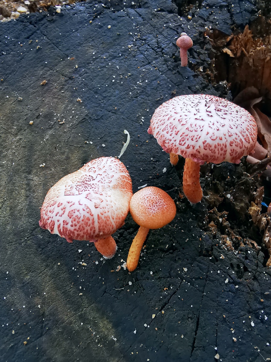 幸华为摄影爱好者火烛一花精品摄影广州摄影圈特写花蘑菰无嵴椎动物1