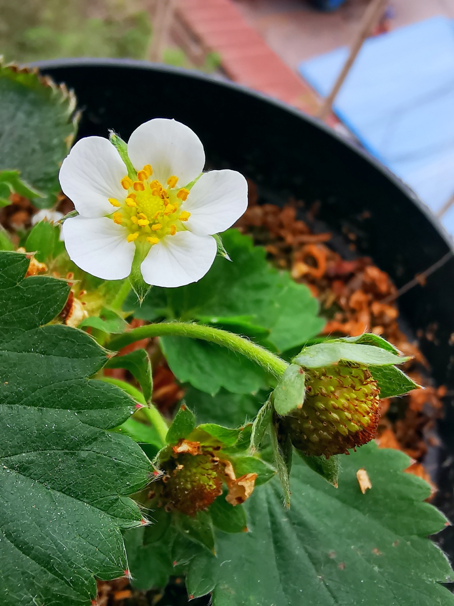 我的草莓花