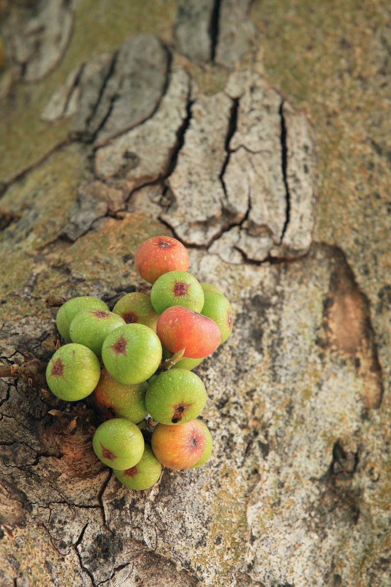 树干上结果的苹果榕