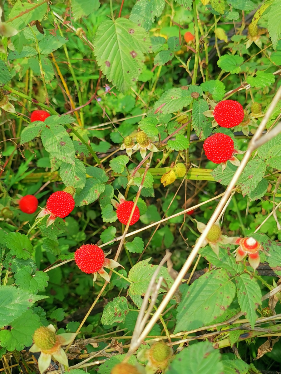 蓬蘽又叫空心泡五一回湖南常德老家漫山遍野一片红