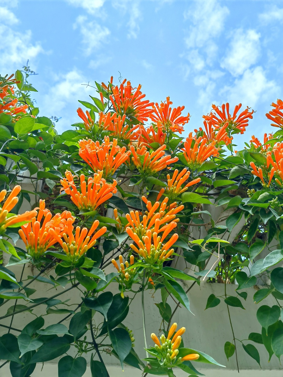 珠医炮仗花 - pp人生 - 图虫