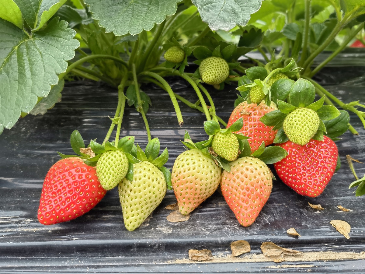 五颗红草莓