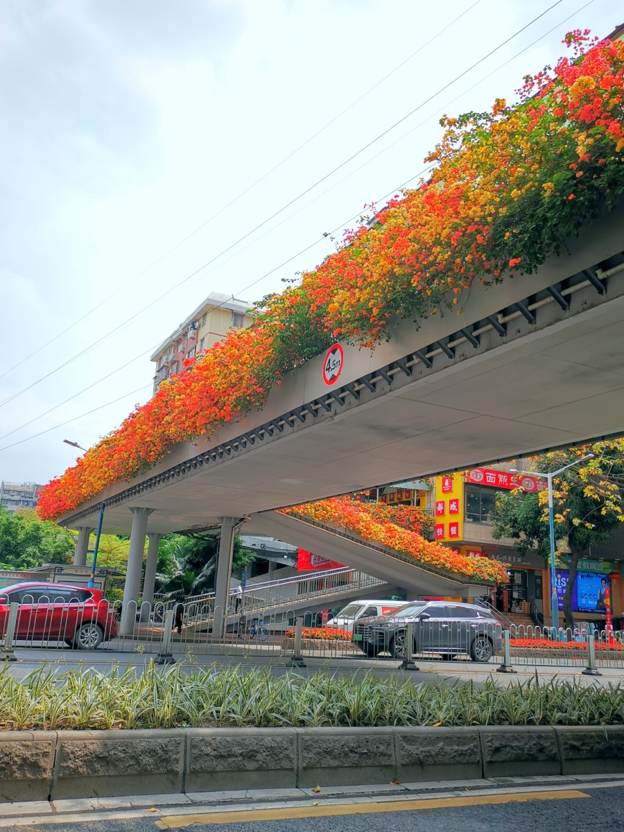 广州天桥高架桥上的三角梅永远是一道靓丽的风景