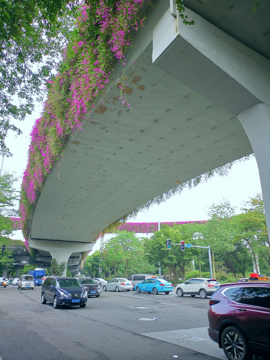 广州天桥高架桥上的三角梅永远是一道靓丽的风景