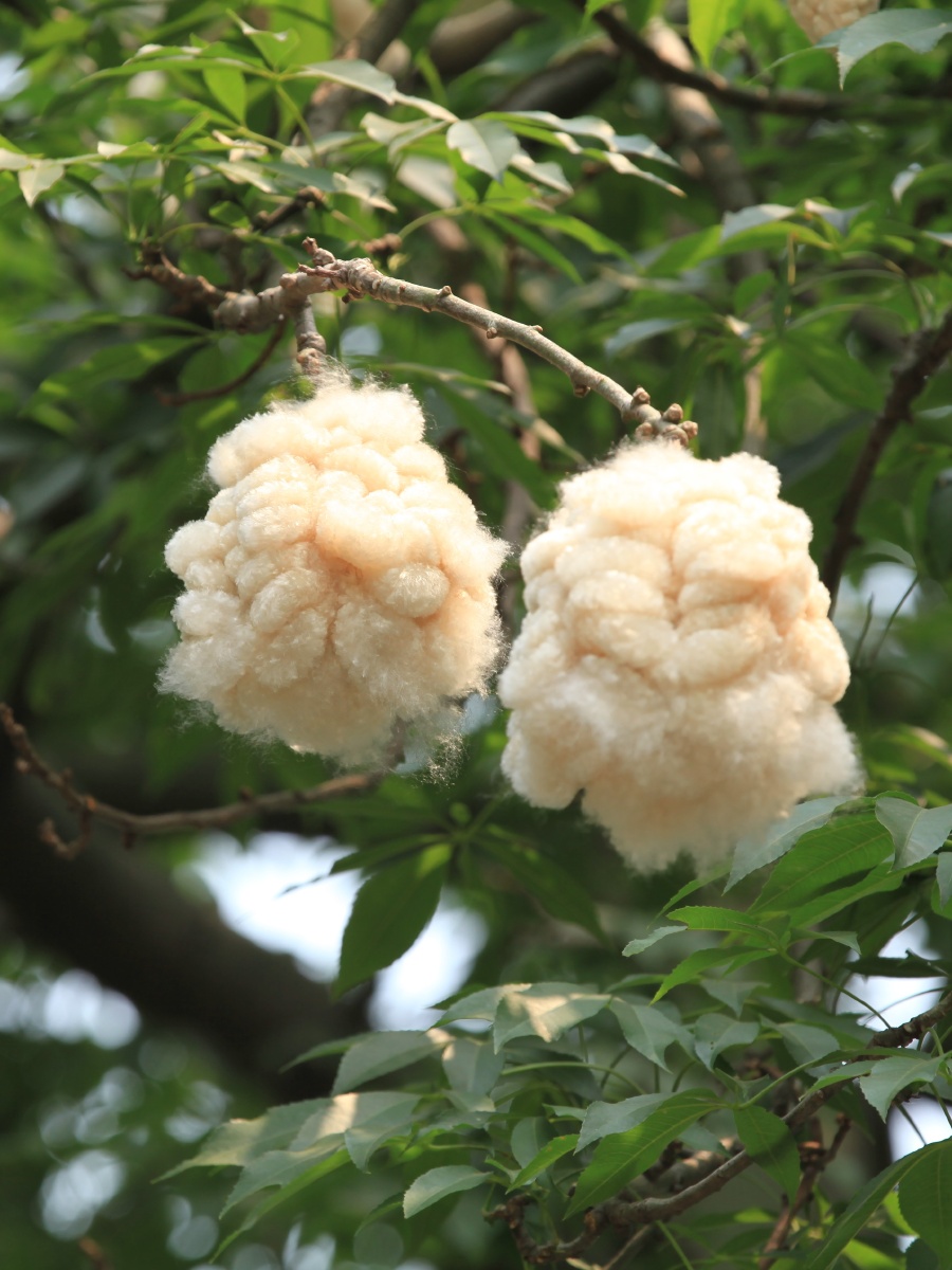 粤精彩我也在海珠湿地拍了这个棉花2021年4月2日拉黑1pp人生这么巧啊