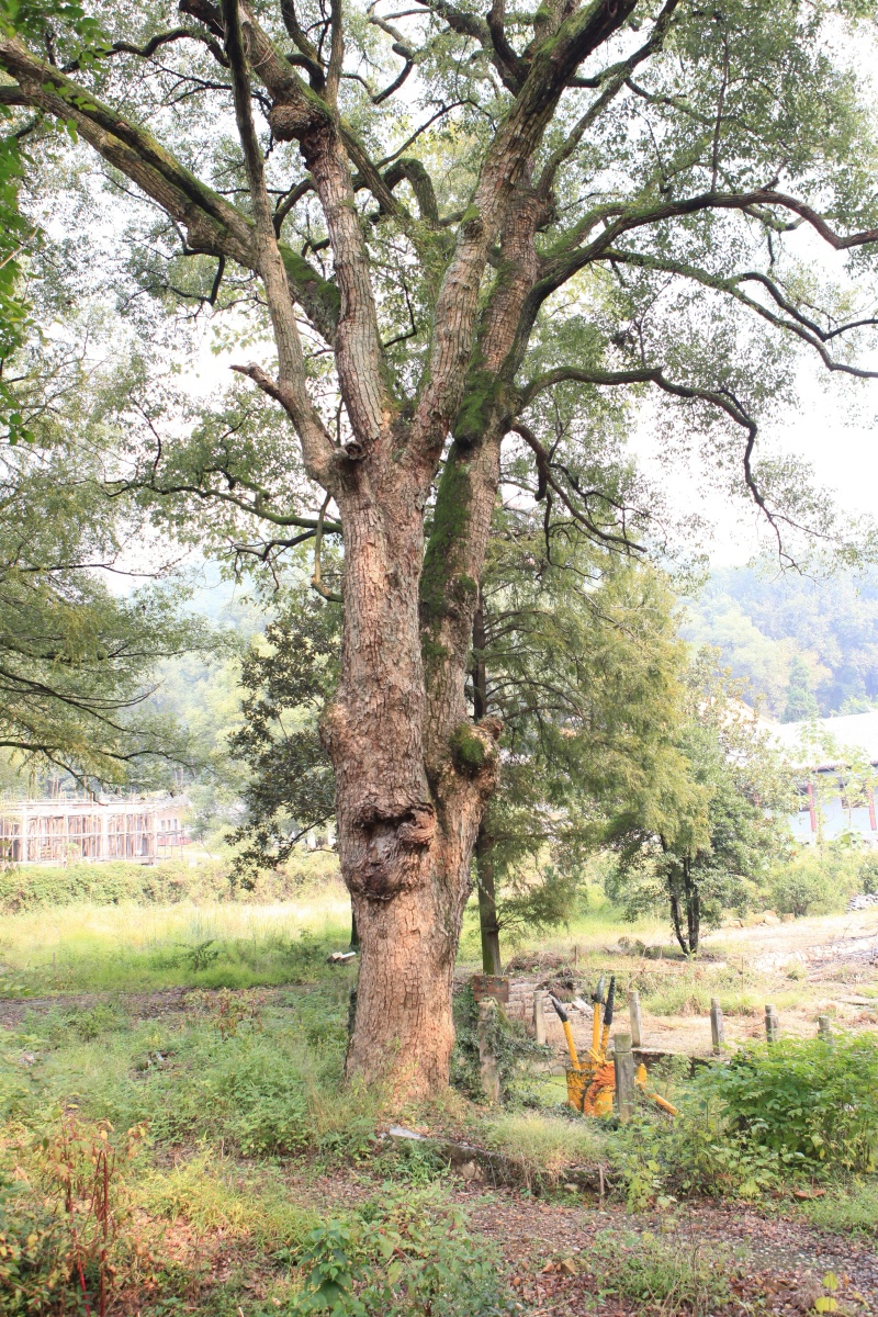来到湖南省石门县夹山寺隐居,种下的这棵树
